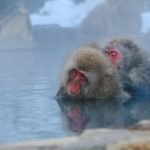 Snow Monkeys In Nagano, Japan
