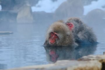 Snow Monkeys In Nagano, Japan