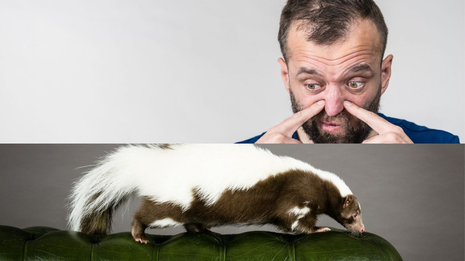 Does Home Insurance Protect Against Skunk’s Smell?