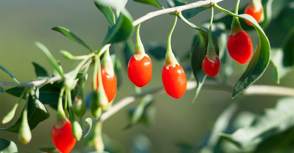 gojiberries