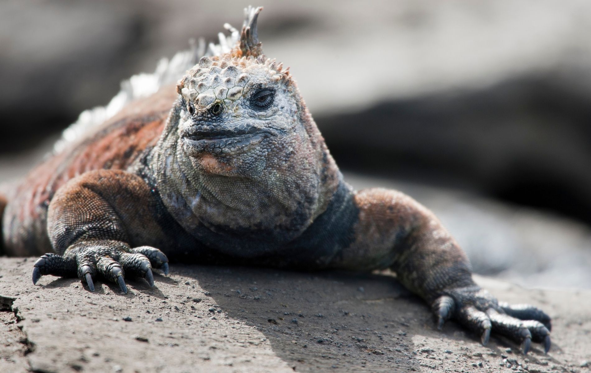 Marine Iguana