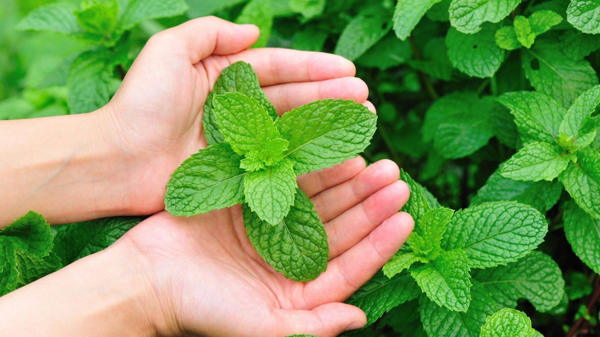 Health Benefits of Mint