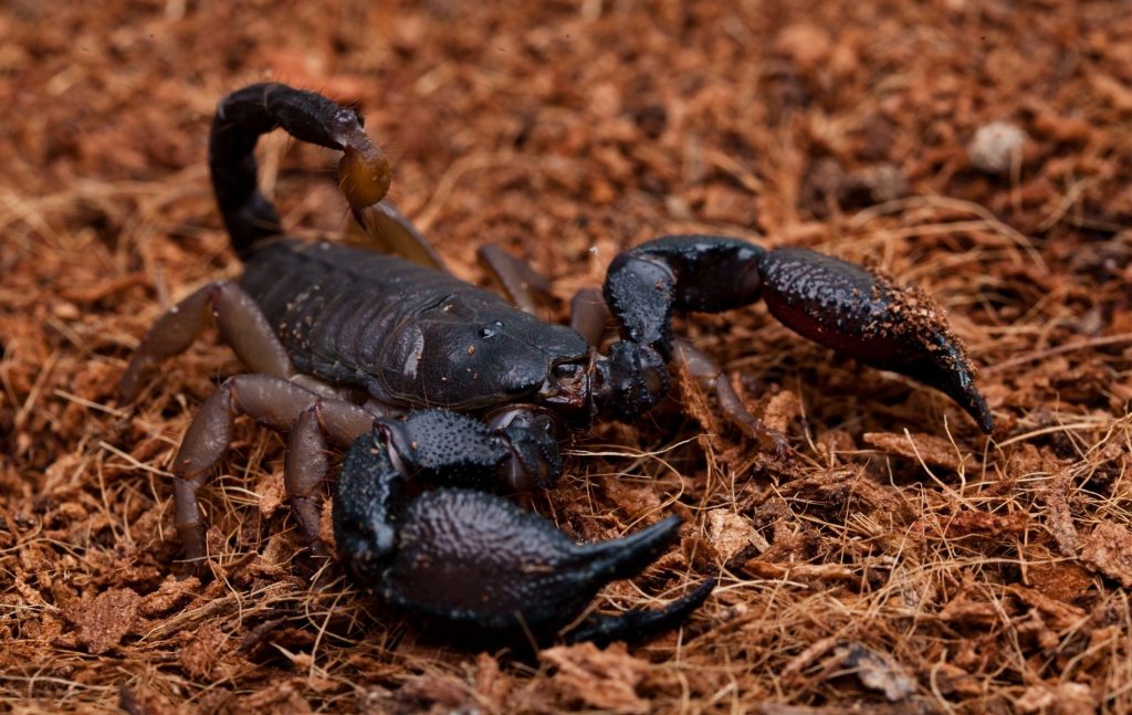 Scorpion