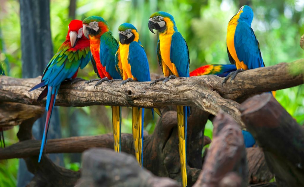 Parrot Mimic