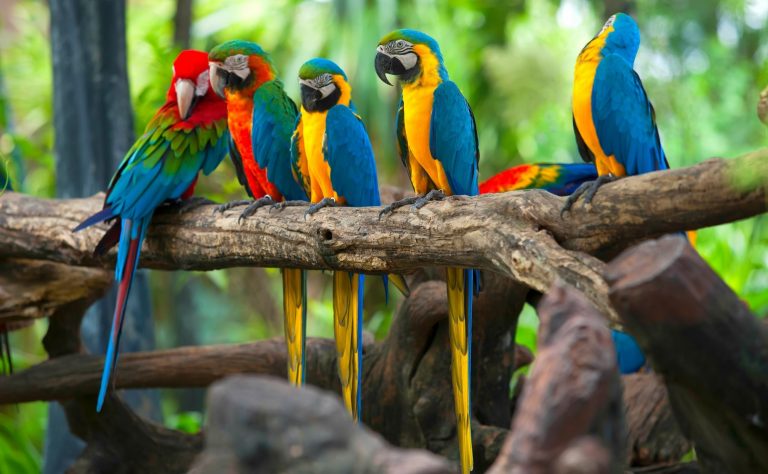 Parrot Mimic