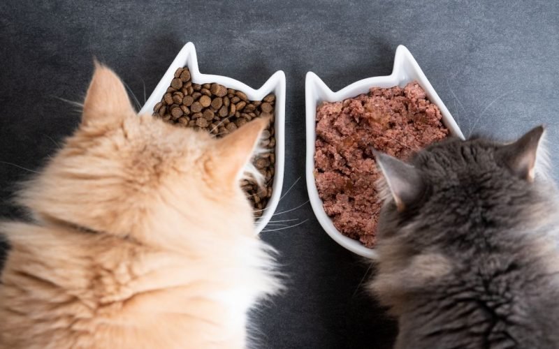 Food to Feed Ragdoll Cats and Kittens, Magazineup