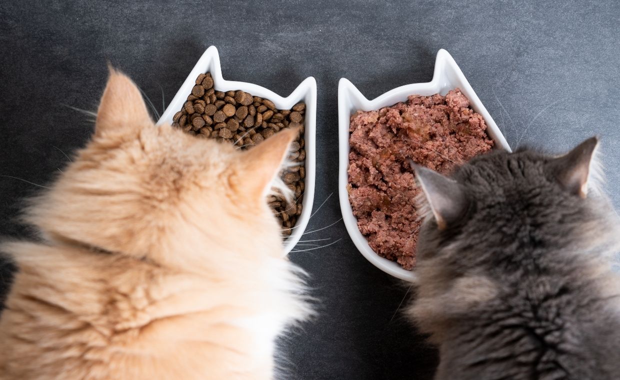 Food to Feed Ragdoll Cats And Kittens Magazineup