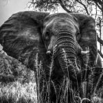 Surprising Facts About How Elephant Traits