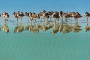 Bird Watching in Treasure Island Florida