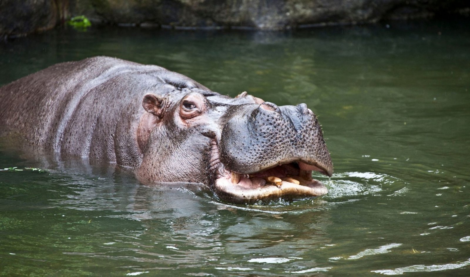 Hippopotamus, Magazineup