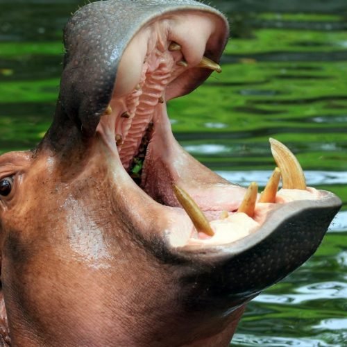 Hippopotamus: Africa’s most dangerous animal.