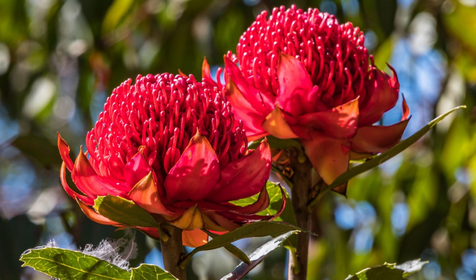 The Waratah