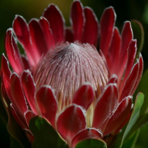 The Waratah: Australia’s iconic fauna