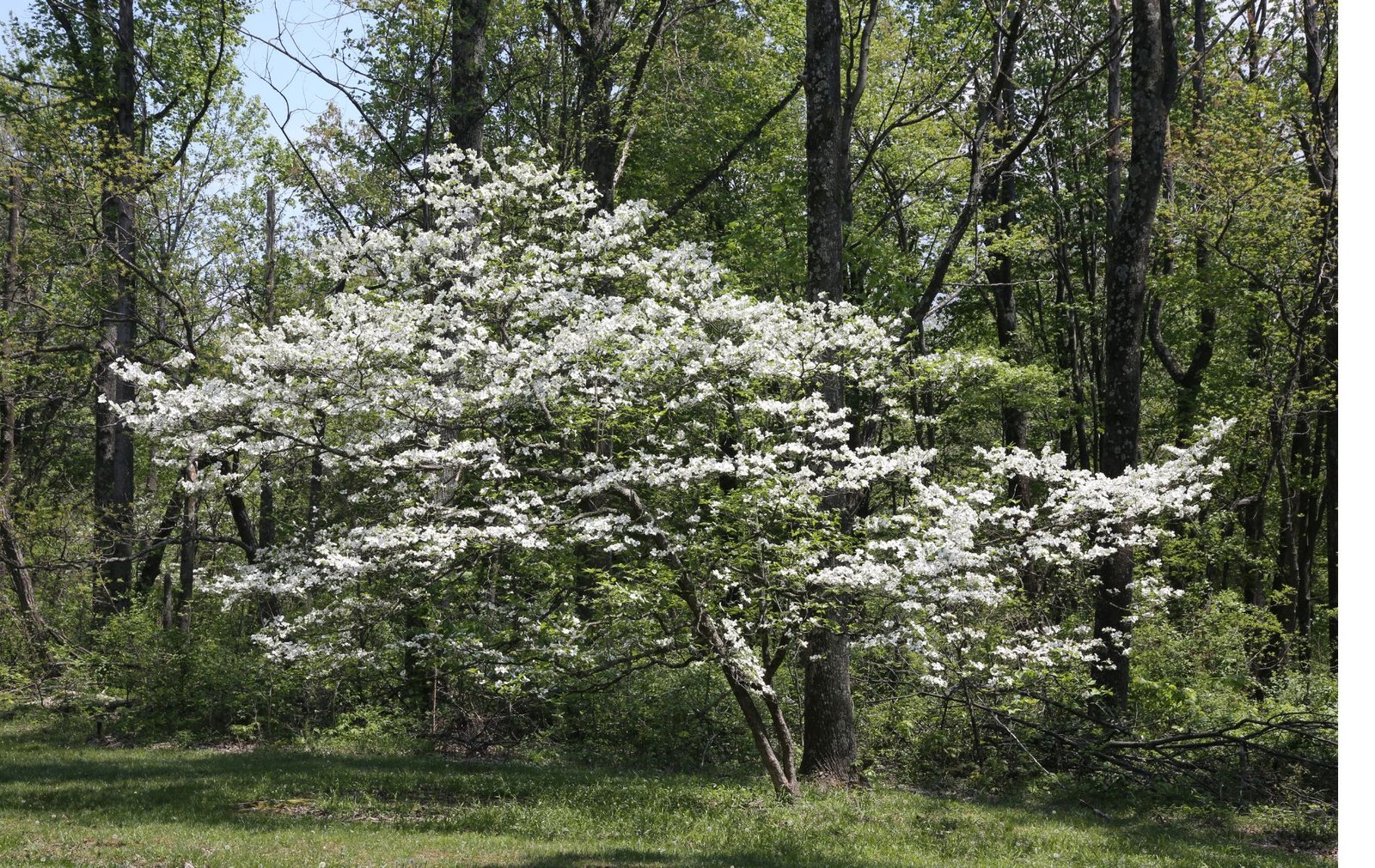 White Dogwood trees