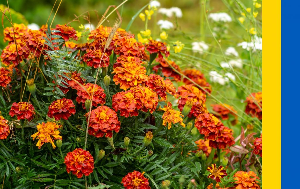 Native Flowers of Ukraine