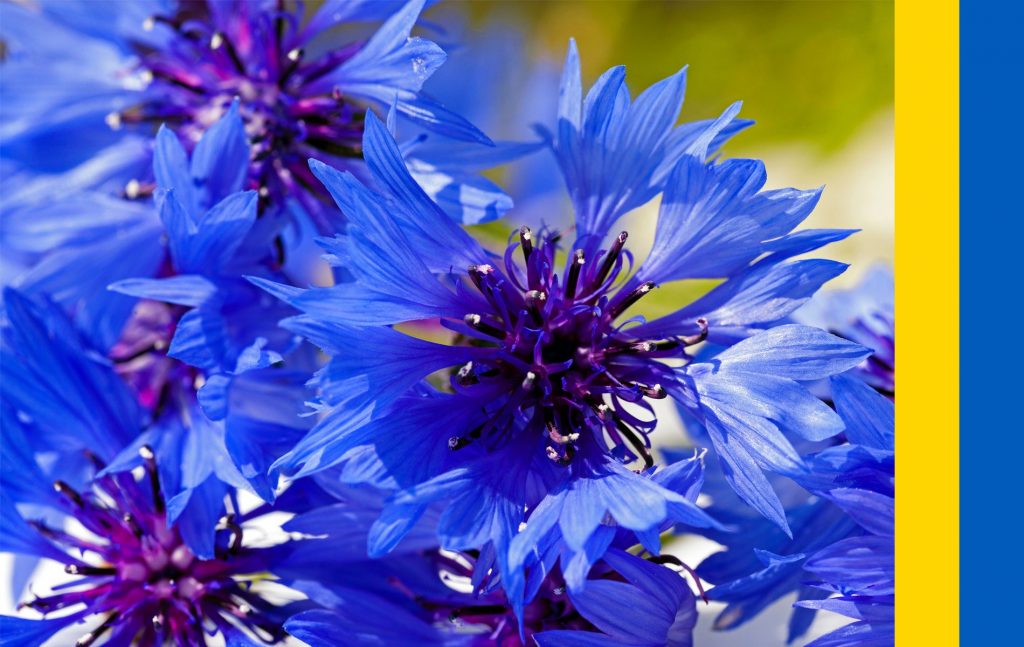 Cornflower