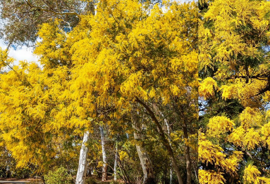 Golden Wattle
