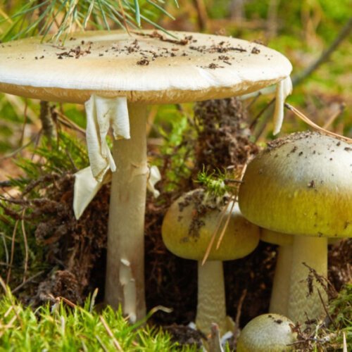Death Cap Mushroom: The Lethal Beauty Lurking in the Forest