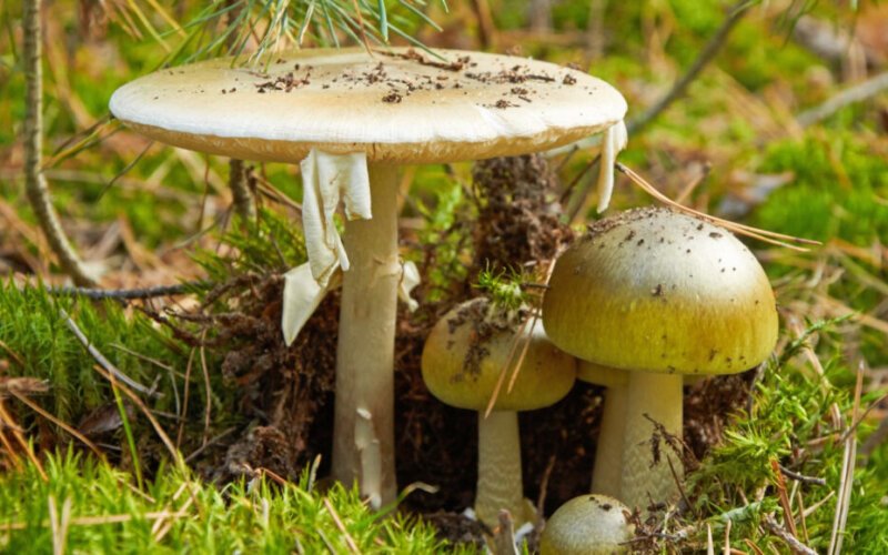Death Cap Mushroom: The Lethal Beauty Lurking in the Forest, Magazineup